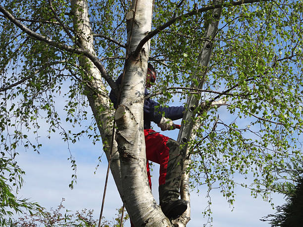 Woods Hole, MA Tree Removal Services Company